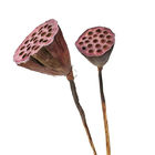 Süs 50cm Tohumluk Lotus Kökü Kurutulmuş Çiçek Dekoru