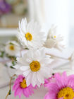 beyaz pembe çap 2.5cm 80cm helipterum Kurutulmuş Çiçek Demetleri