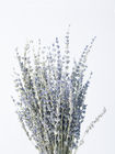 50cm Lavanta Çiçeği Aranjmanları